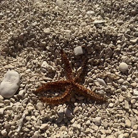 Lägenhet Adela Apartments - Beach Znjan Split Split